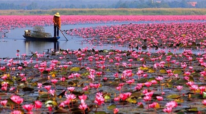 Red Lotus Sea